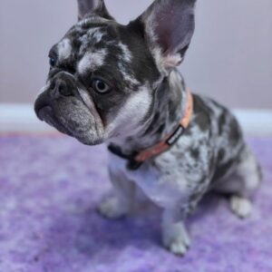 🐾 Ducan – Male French Bulldog Puppy for Sale