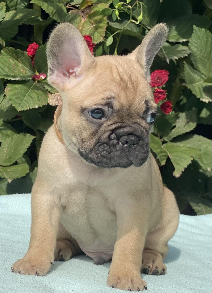 ๐พ Fleur โ Female French Bulldog Puppy for Sale - Image 4