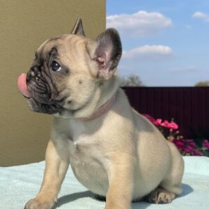 🐾 Fleur – Female French Bulldog  Puppy for Sale