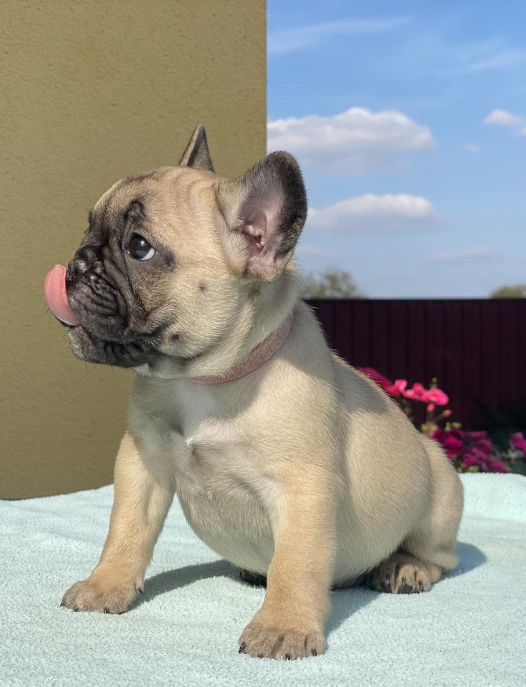 ๐พ Fleur โ Female French Bulldog Puppy for Sale