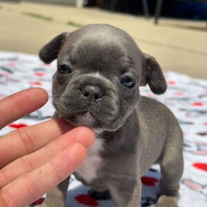🐾 Salina – Female French Bulldog Puppy for Sale