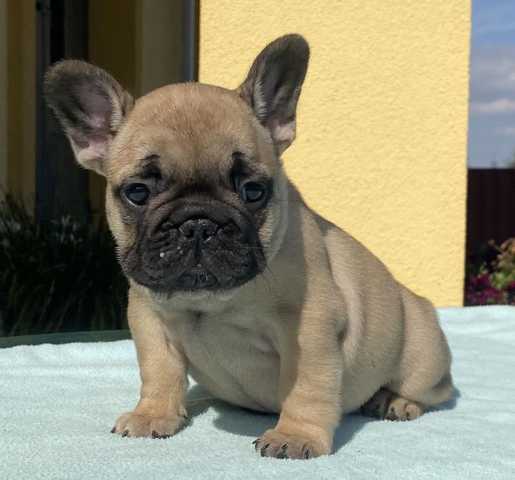 ๐พ Fleur โ Female French Bulldog Puppy for Sale - Image 2