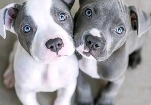 🐾 Teething Troubles? How to Help Your Frenchie Puppy Through It