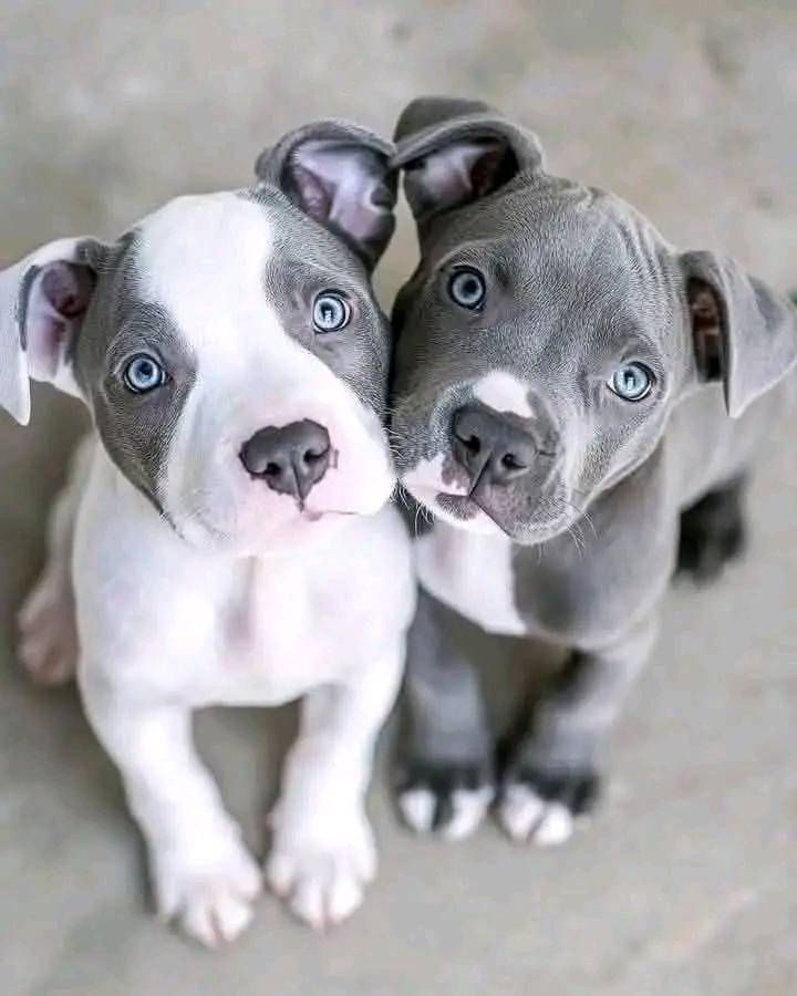 🐾 Teething Troubles? How to Help Your Frenchie Puppy Through It