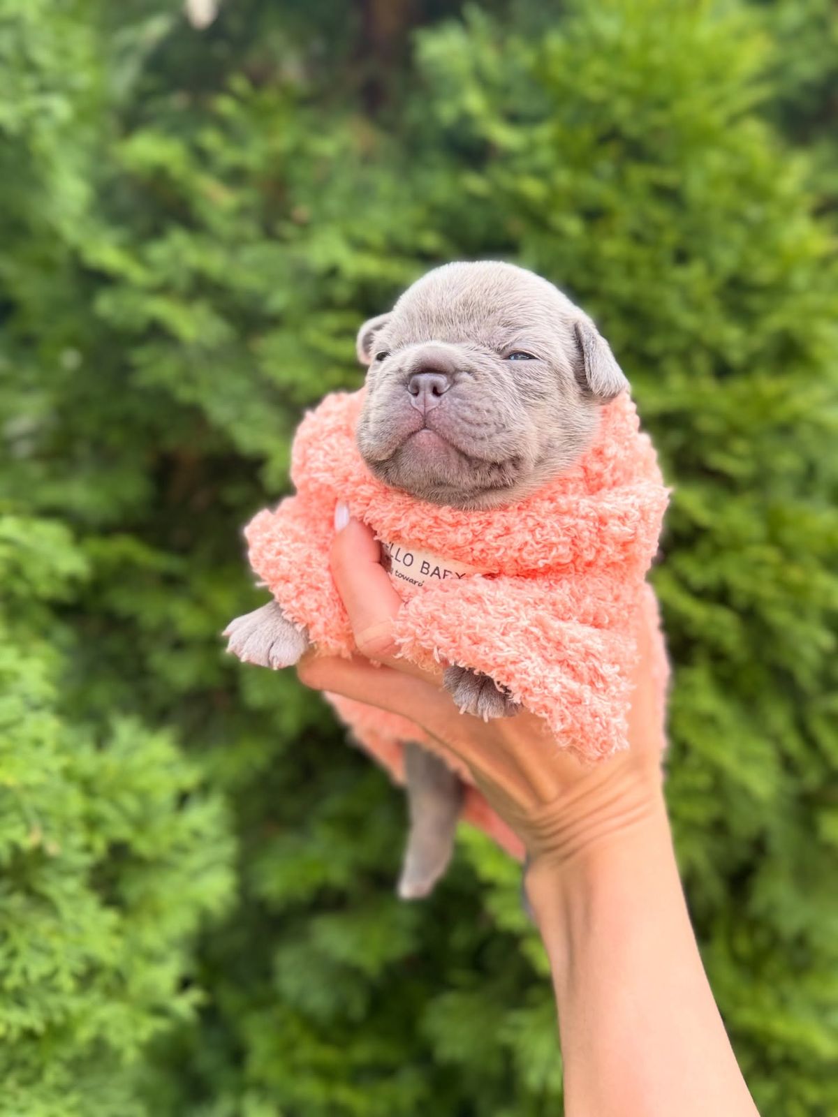 ๐พ Bindi โ Female French Bulldog Puppy for Sale - Image 5