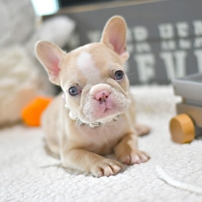 πΎ Angela β Female French Bulldog Puppy for Sale - Image 2