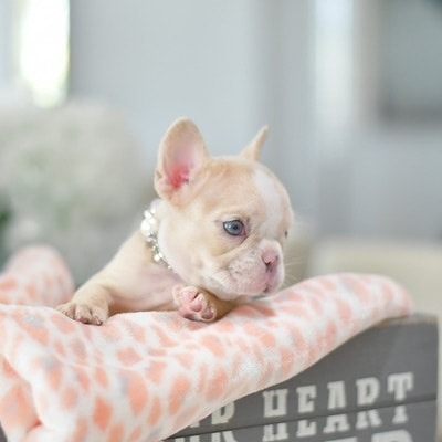 πΎ Angela β Female French Bulldog Puppy for Sale - Image 5