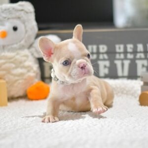 🐾 Angela – Female French Bulldog  Puppy for Sale