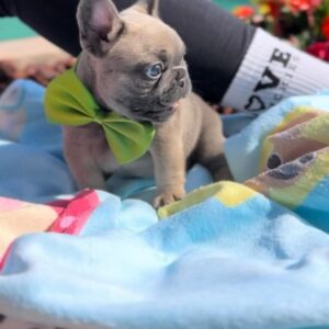 🐾 Baxter – Male French Bulldog  Puppy for Sale