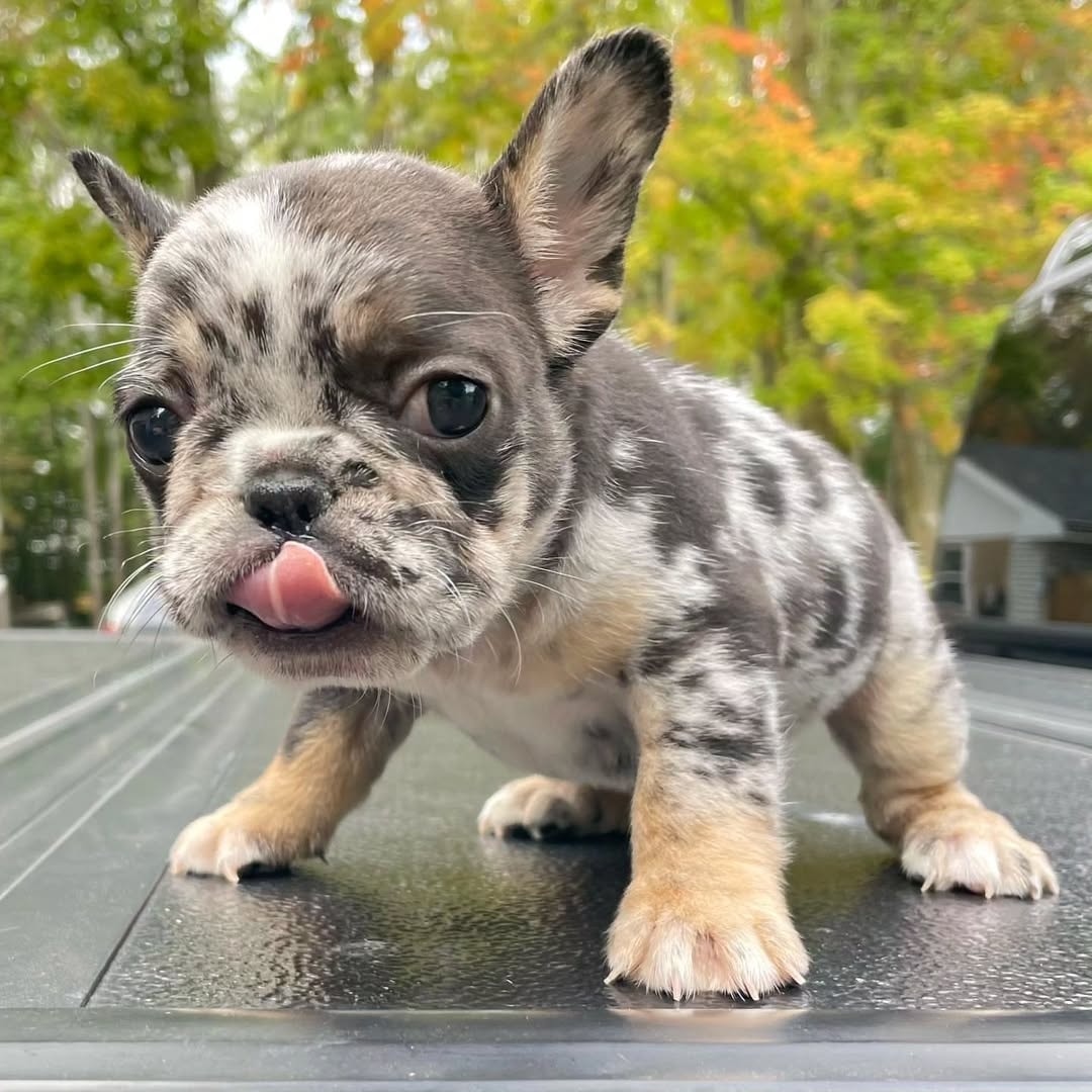 πΎ Jameson β Male French Bulldog Puppy for Sale - Image 5