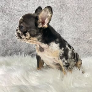🐾 Ivory – Female French Bulldog Puppy for Sale