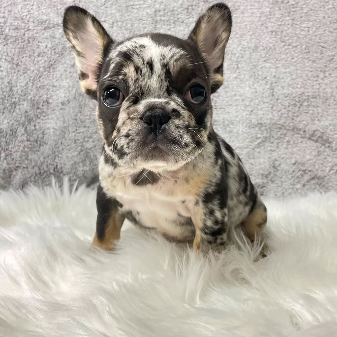 ๐พ Ivory โ Female French Bulldog Puppy for Sale - Image 3