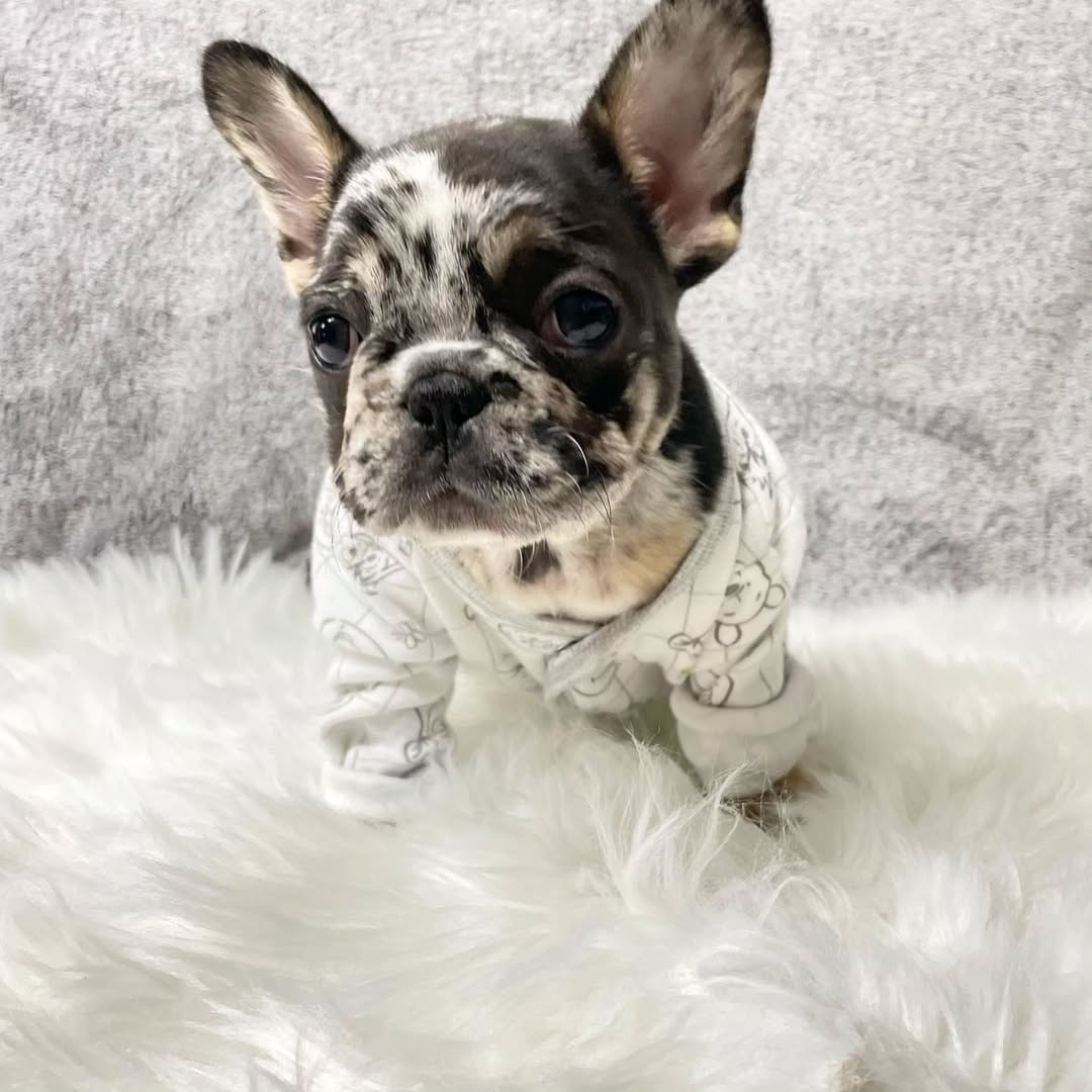 ๐พ Ivory โ Female French Bulldog Puppy for Sale - Image 4