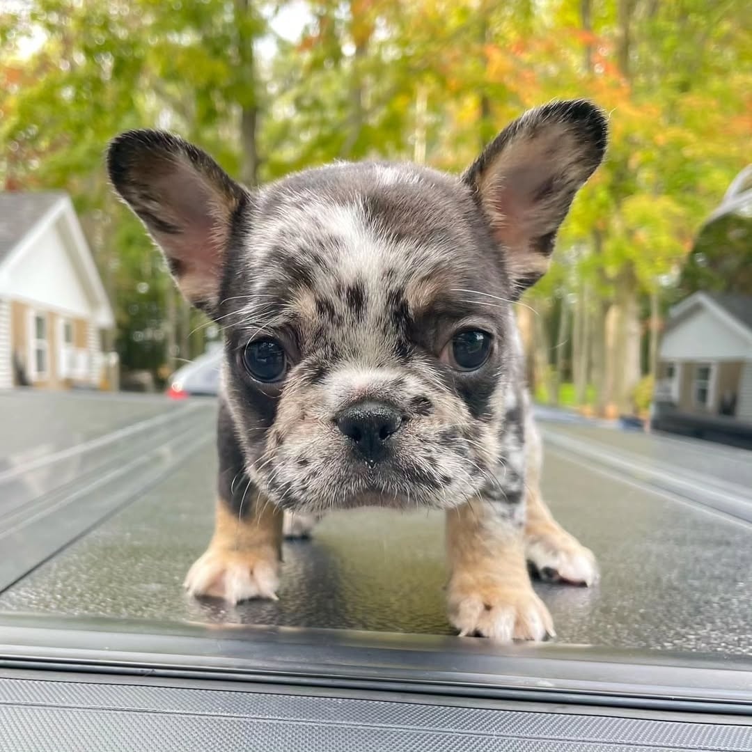 πΎ Jameson β Male French Bulldog Puppy for Sale