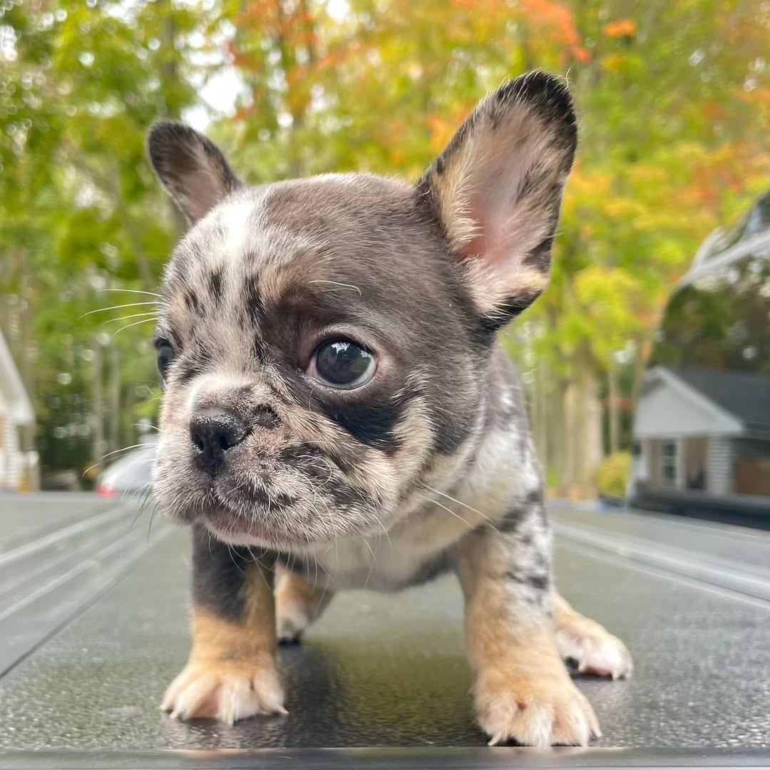 πΎ Jameson β Male French Bulldog Puppy for Sale - Image 3
