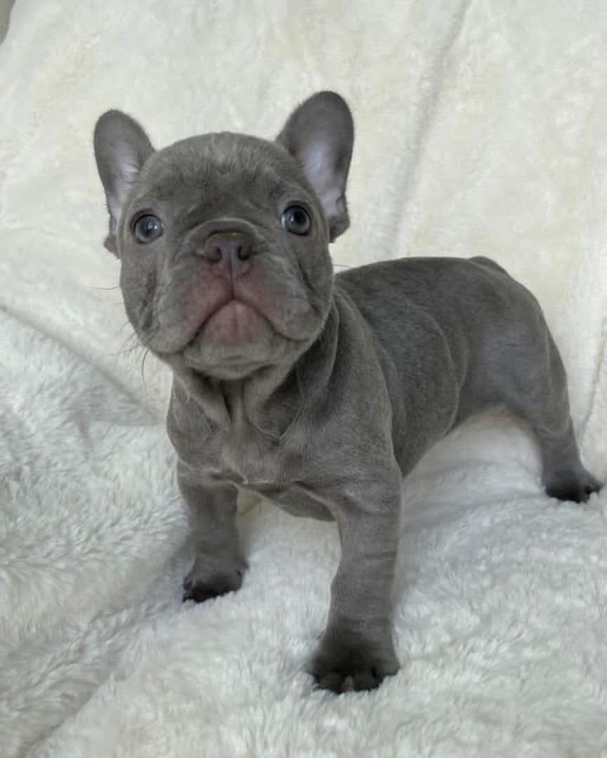🐾 Trent – Male French Bulldog Puppy for Sale - Image 2