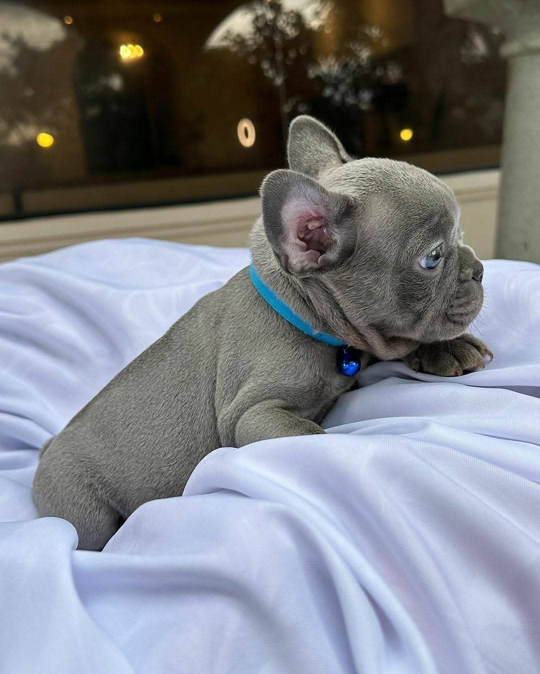 ๐พ Jagger โ Male French Bulldog Puppy for Sale - Image 2