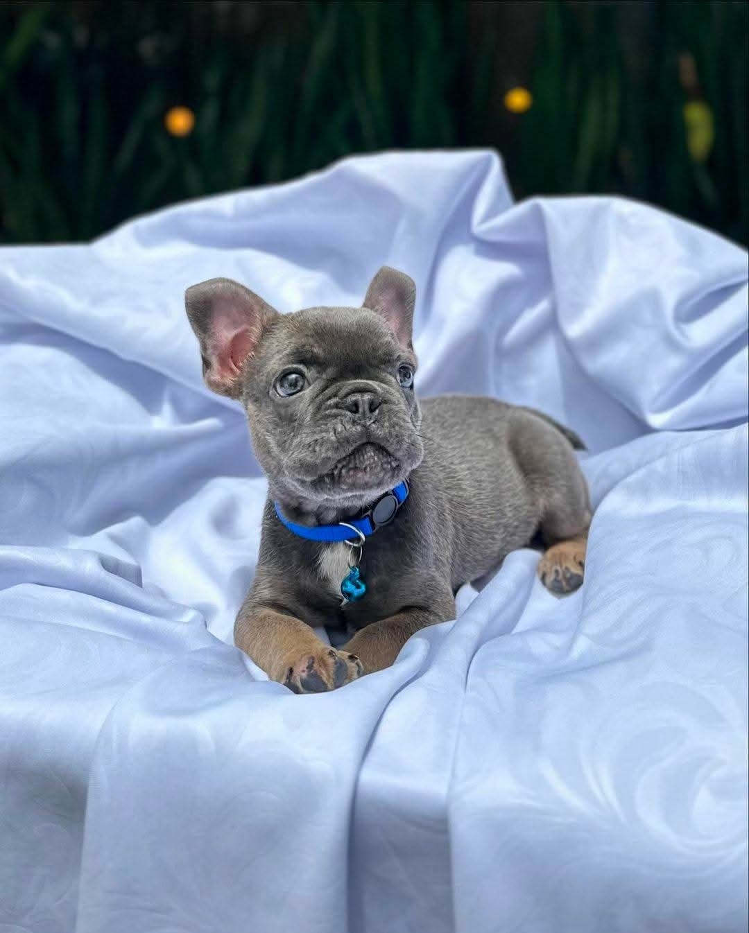 ๐พ Jagger โ Male French Bulldog Puppy for Sale - Image 3