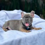 🐾 Jagger – Male French Bulldog  Puppy for Sale
