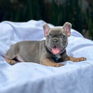 🐾 Jagger – Male French Bulldog  Puppy for Sale