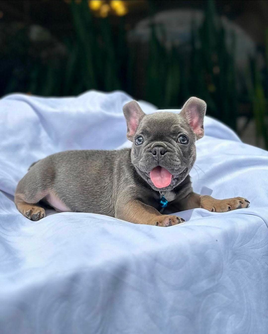 ๐พ Jagger โ Male French Bulldog Puppy for Sale