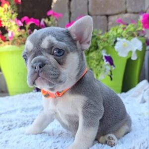 🐾 Chloe – Female French Bulldog Puppy for Sale