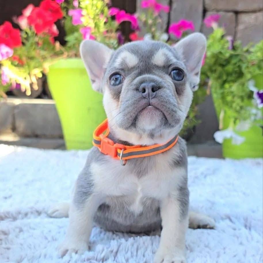 ๐พ Chloe โ Female French Bulldog Puppy for Sale - Image 3
