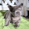 🍼 Bringing Home Your First French Bulldog Puppy: What to Expect