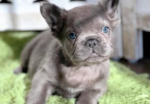 🍼 Bringing Home Your First French Bulldog Puppy: What to Expect