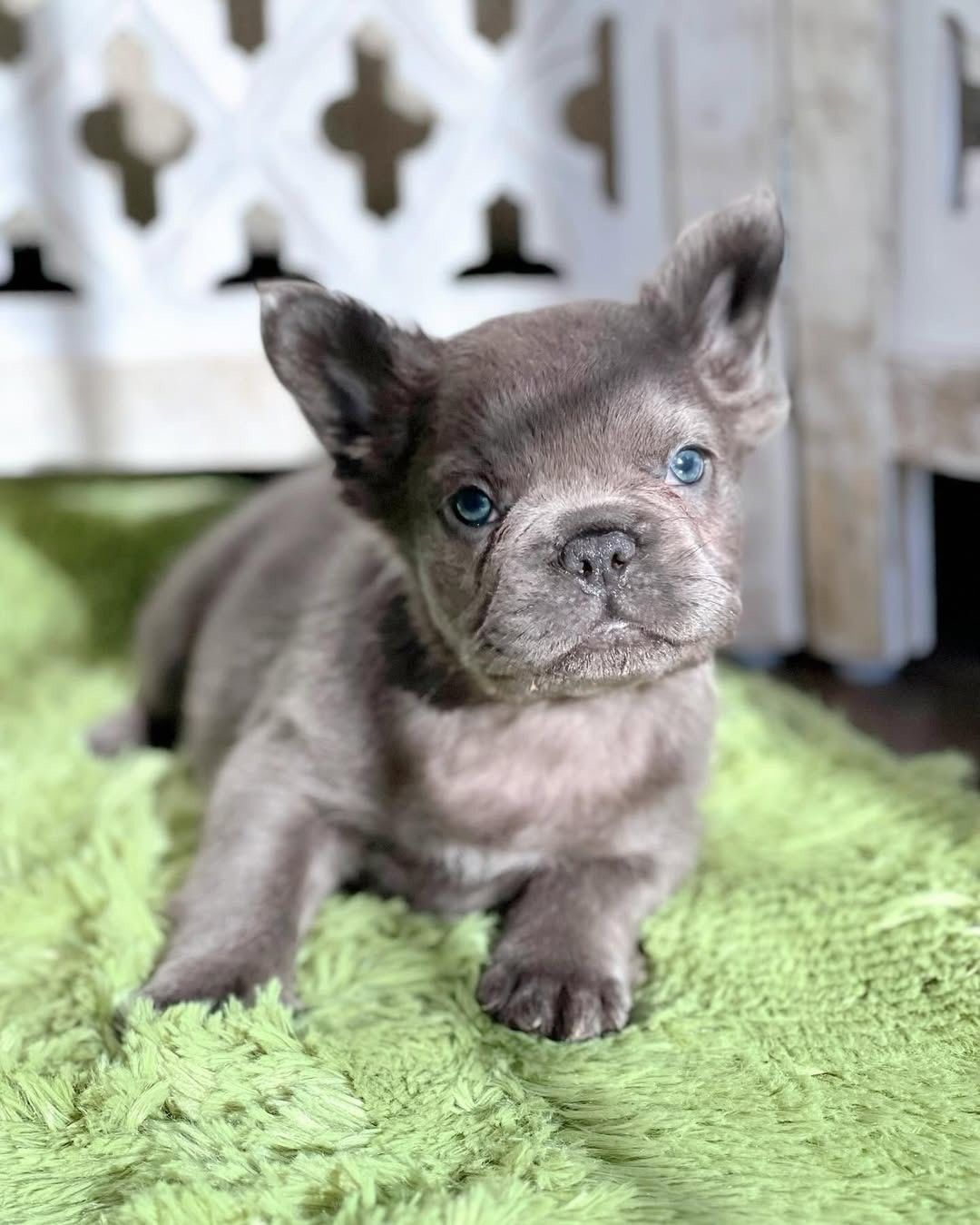 🍼 Bringing Home Your First French Bulldog Puppy: What to Expect