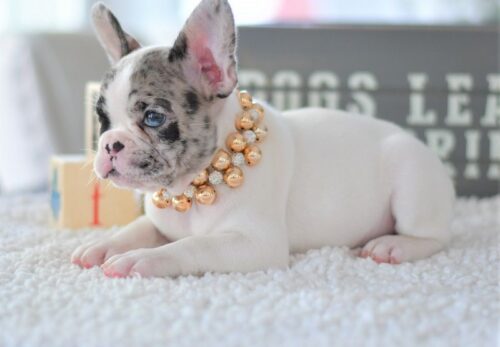 🐾 The Ultimate French Bulldog Puppy Starter Kit
