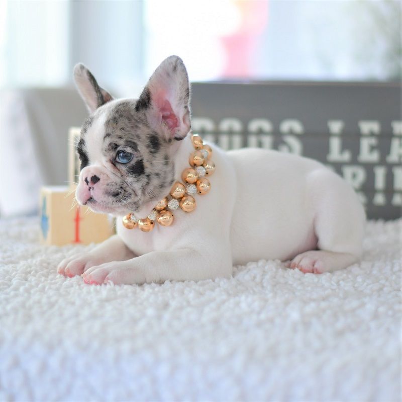 🐾 The Ultimate French Bulldog Puppy Starter Kit