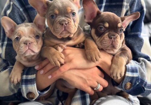 🐾 The Ultimate French Bulldog Puppy Starter Kit