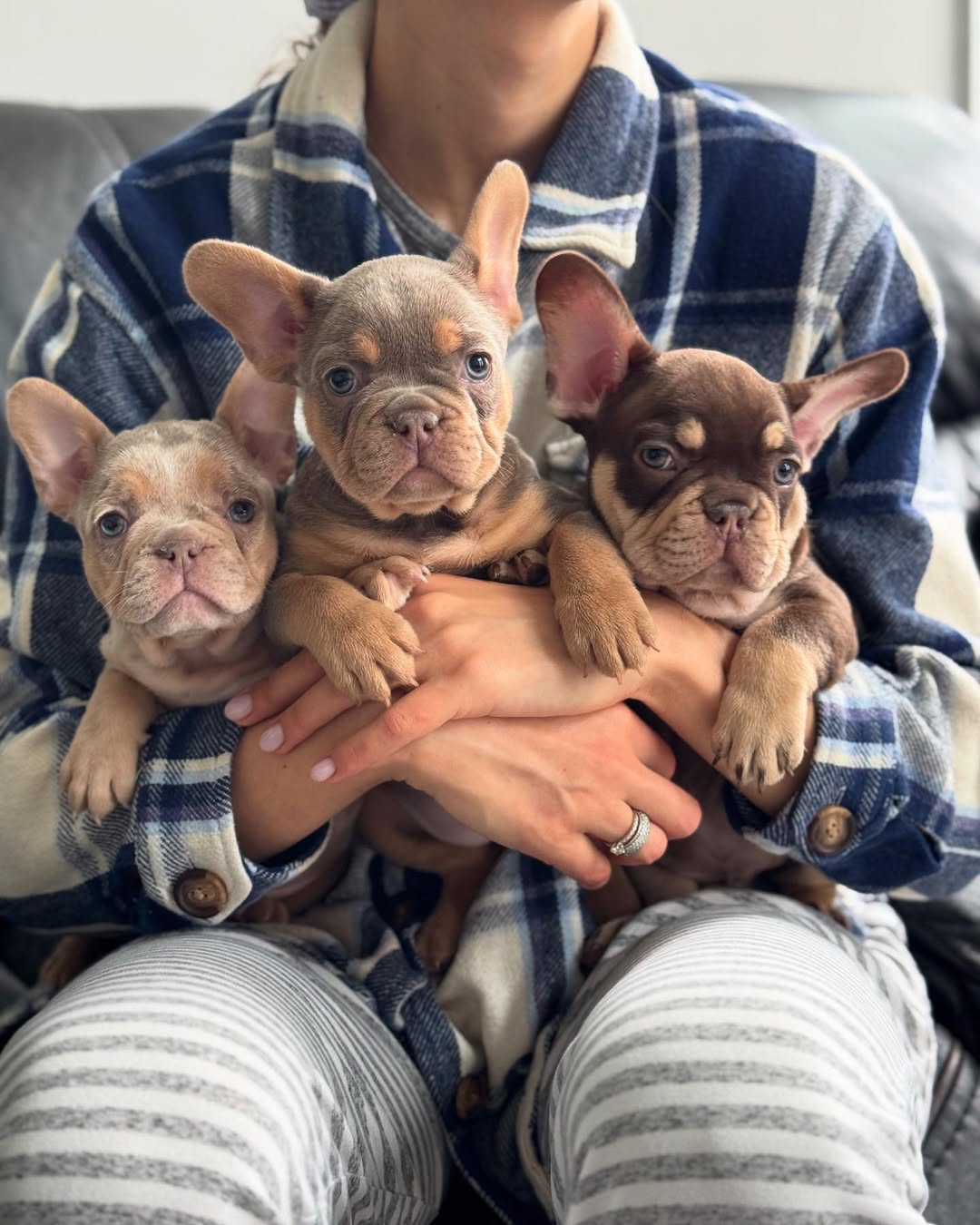 🐾 The Ultimate French Bulldog Puppy Starter Kit