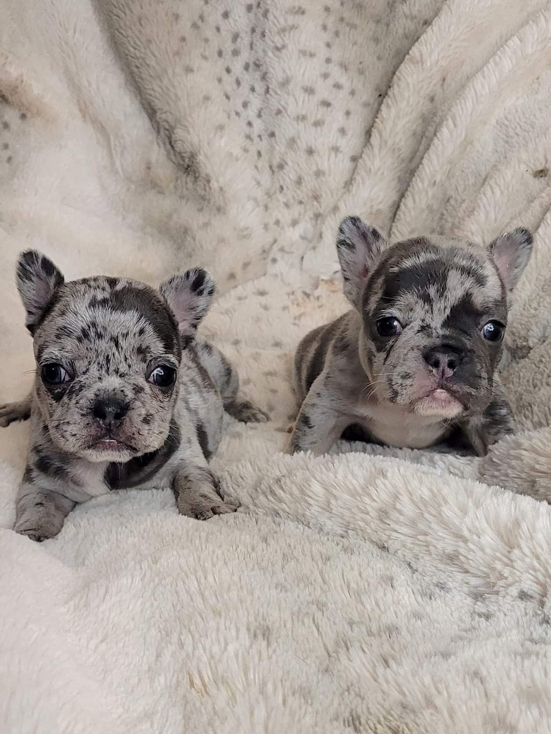 ๐พ Ducan โ Male French Bulldog Puppy for Sale - Image 2