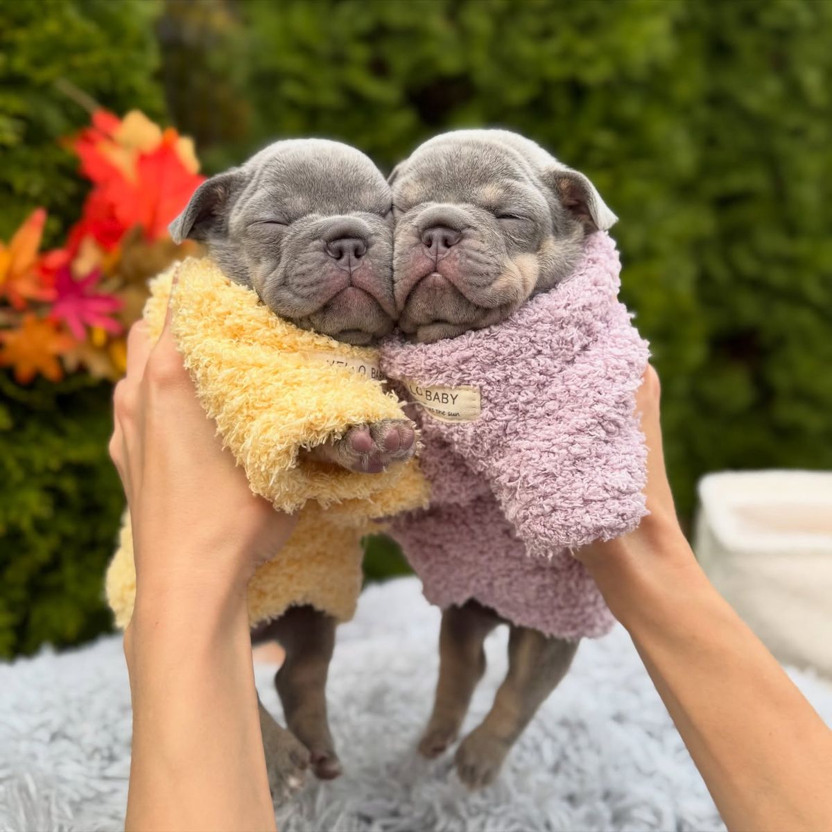 ๐พ Bindi โ Female French Bulldog Puppy for Sale - Image 2