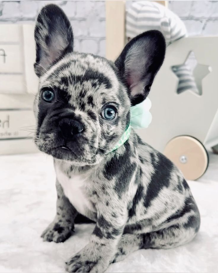 ๐พ Ducan โ Male French Bulldog Puppy for Sale - Image 3