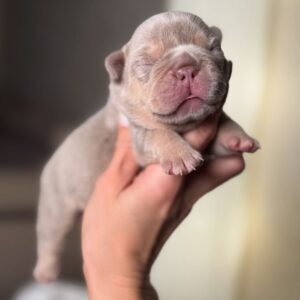 🐾 Bindi – Female French Bulldog Puppy for Sale
