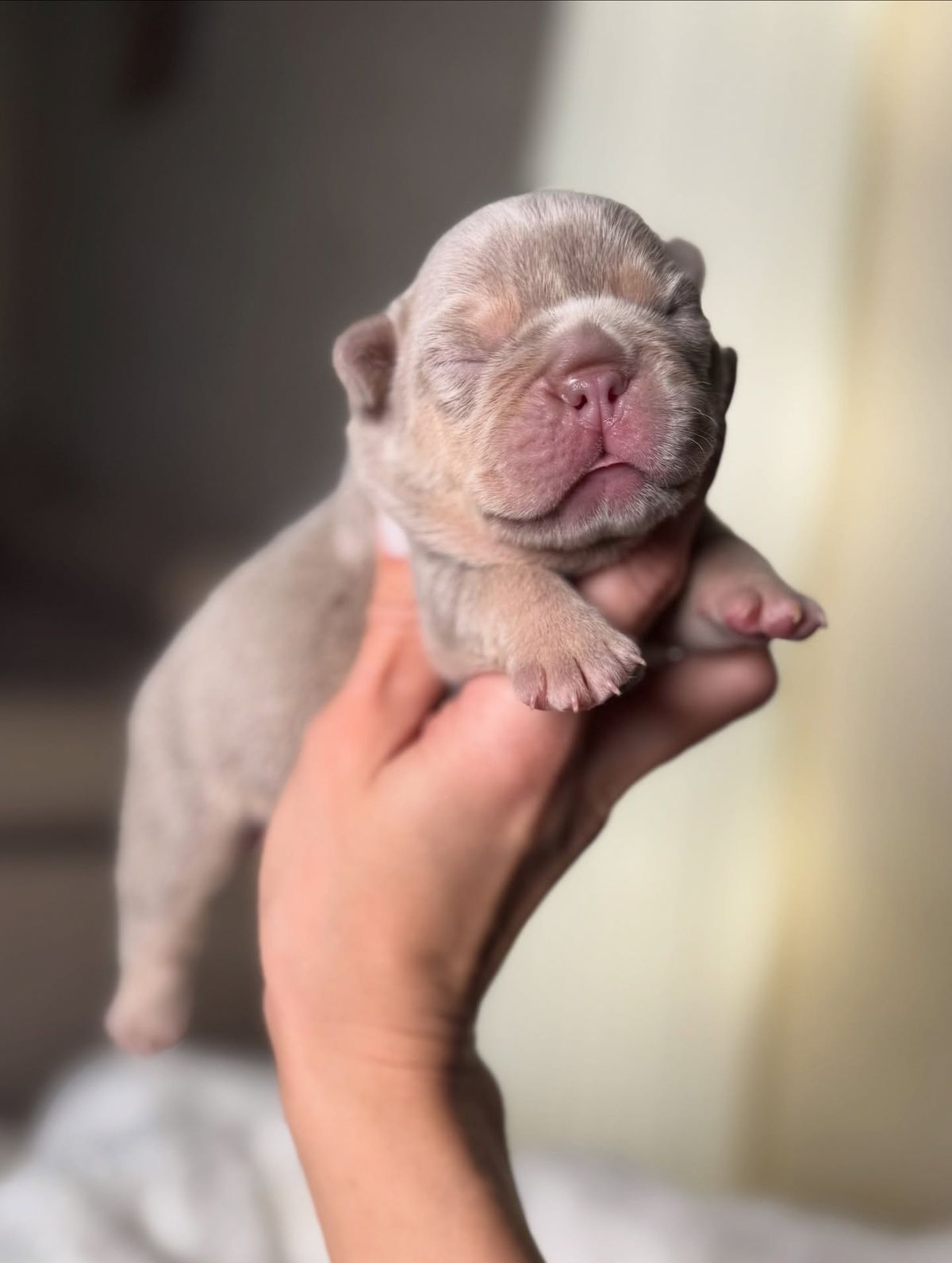 ๐พ Bindi โ Female French Bulldog Puppy for Sale
