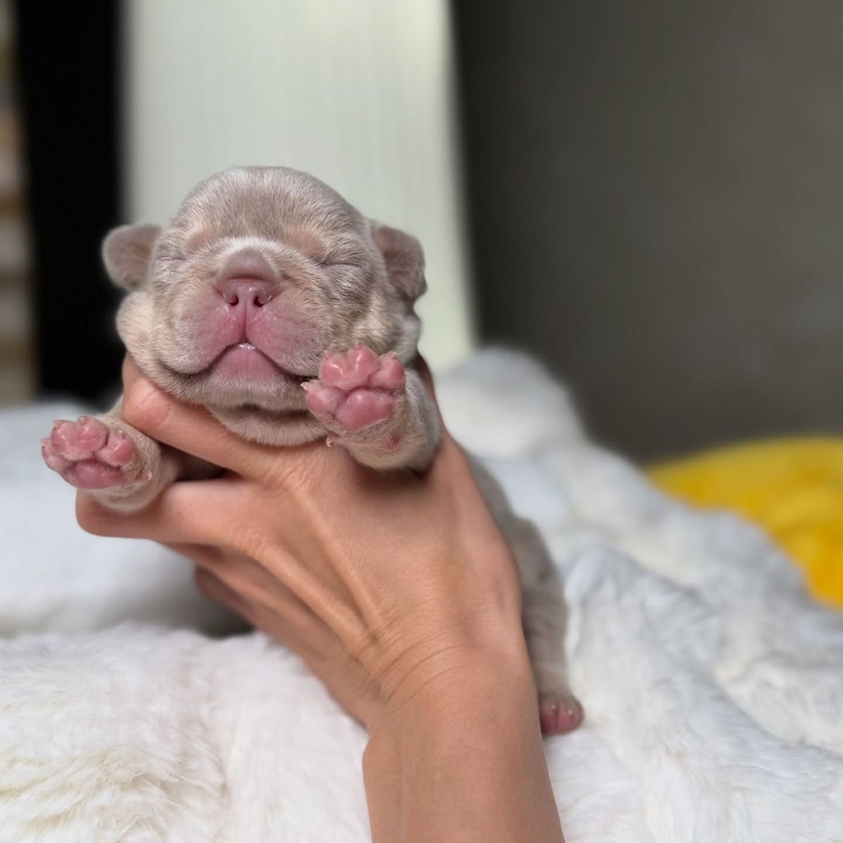 ๐พ Bindi โ Female French Bulldog Puppy for Sale - Image 3