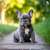 🧴 Allergies in French Bulldogs: Signs, Causes, and Solutions