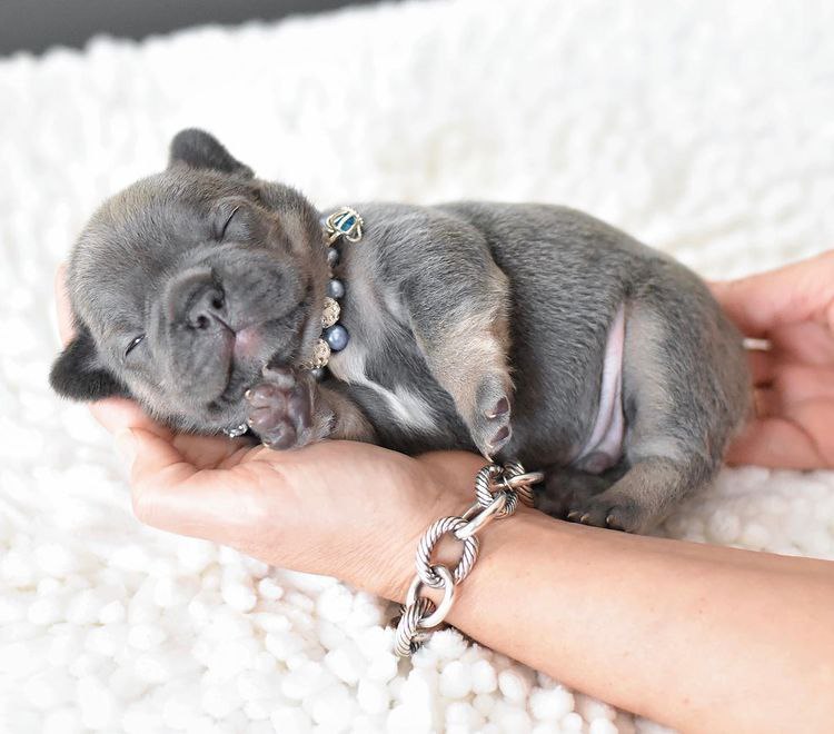 πΎ Moose β Male French Bulldog Puppy for Sale - Image 3