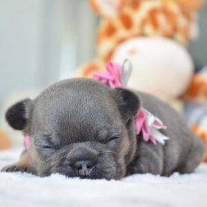 🐾 Moose – Male French Bulldog Puppy for Sale