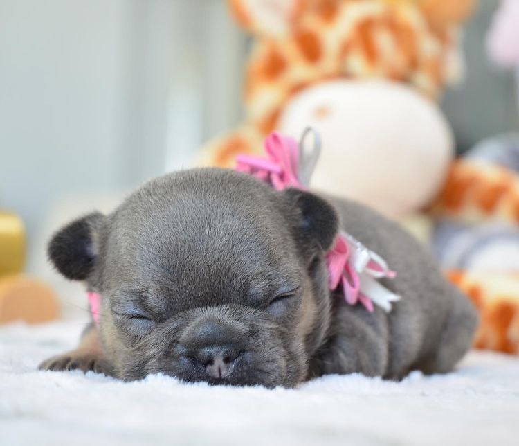 πΎ Moose β Male French Bulldog Puppy for Sale