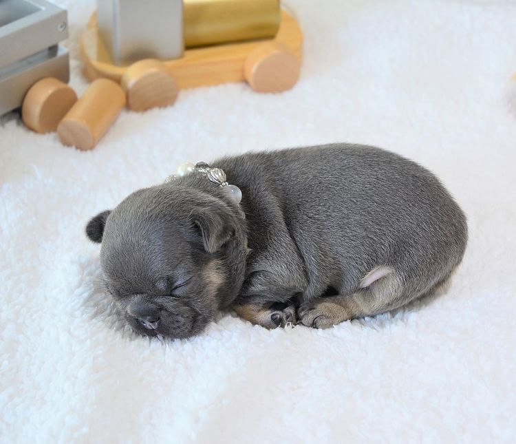 πΎ Moose β Male French Bulldog Puppy for Sale - Image 5