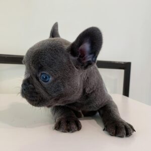 🐾 Becca – Female French Bulldog  Puppy for Sale