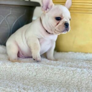 🐾 Monet – Male Cavapoo Puppy for Sale