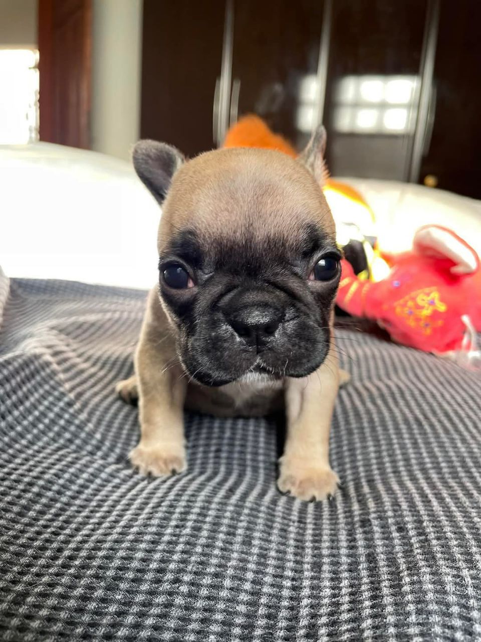 ๐ถ Bruno โ Male French Bulldog Puppy for Sale - Image 2