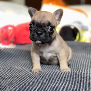 🐶  Bruno – Male French Bulldog  Puppy for Sale