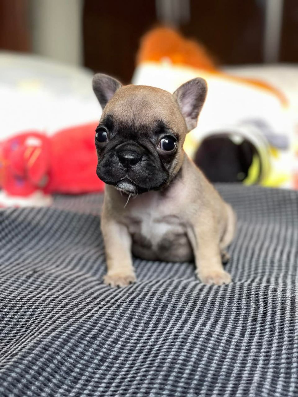 ๐ถ Bruno โ Male French Bulldog Puppy for Sale